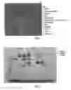 Fig. 09 - Purification of polymerase complexes