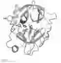 Fig. 05 - RECOMBINANT SERINE PROTEASES