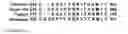 Fig. 12 - RECOMBINANT SERINE PROTEASES