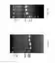 Fig. 03 - METHOD FOR INCREASING GROWTH AND METABOLISM EFFICIENCY OF RECOMBINANT MICROORGANISM UNDER ANAEROBIC ENVIRONMENT