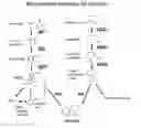 Fig. 01 - DOMINANT-NEGATIVE GENETIC MANIPULATION TO MAKE LOW-NICOTINE TOBACCO PRODUCTS