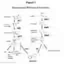 Fig. 02 - DOMINANT-NEGATIVE GENETIC MANIPULATION TO MAKE LOW-NICOTINE TOBACCO PRODUCTS