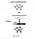 Fig. 04 - Using RNA-guided FokI nucleases (RFNs) to increase specificity for RNA-guided genome editing