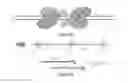 Fig. 14 - Using RNA-guided FokI nucleases (RFNs) to increase specificity for RNA-guided genome editing