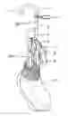 Fig. 01 - Clip, hanger and method of using the same