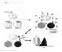 Fig. 02 - Antibody detection method and system
