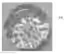 Fig. 01 - SHAPED ARTICLE