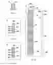 Fig. 45 - Self-scrolling braille