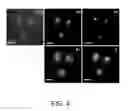 Fig. 05 - Method of forming gigantic quantum dots