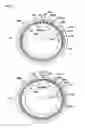 Fig. 06 - Rotating electric machine and vehicle equipped with rotating electric machine