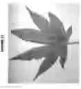 Fig. 41 - CANNABIS FARMING SYSTEMS AND METHODS
