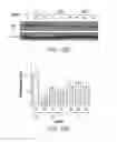 Fig. 32 - IMiD screening methods IMiD-sensitive cells with mutant CRBN