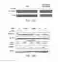 Fig. 46 - IMiD screening methods IMiD-sensitive cells with mutant CRBN
