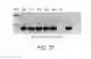 Fig. 71 - IMiD screening methods IMiD-sensitive cells with mutant CRBN