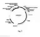 Fig. 02 - Compositions And Methods For Improving Post-Harvest Properties Of Agricultural Crops