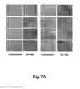 Fig. 08 - Compositions And Methods For Improving Post-Harvest Properties Of Agricultural Crops