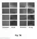 Fig. 09 - Compositions And Methods For Improving Post-Harvest Properties Of Agricultural Crops
