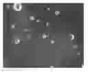 Fig. 01 - Supplementation of milk formulas with microvesicles isolated from milk
