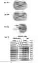 Fig. 04 - Supplementation of milk formulas with microvesicles isolated from milk