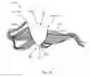 Fig. 02 - Hair addition