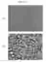 Fig. 02 - COSMETIC COMPOSITION WITH MULTIPLE EMULSION FORMULATION HAVING LAMELLAR LIQUID CRYSTAL STRUCTURE