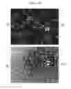 Fig. 06 - COSMETIC COMPOSITION WITH MULTIPLE EMULSION FORMULATION HAVING LAMELLAR LIQUID CRYSTAL STRUCTURE
