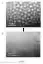 Fig. 06 - CONTROL OF EVAPORATION OF EMULSIONS STABILIZED WITH LIGNIN
