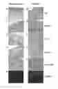 Fig. 01 - COMPOSITIONS AND METHODS FOR TREATMENT, AMELIORATION, AND PREVENTION OF DIABETES-RELATED SKIN ULCERS