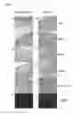 Fig. 02 - COMPOSITIONS AND METHODS FOR TREATMENT, AMELIORATION, AND PREVENTION OF DIABETES-RELATED SKIN ULCERS