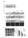 Fig. 06 - COMPOSITIONS AND METHODS FOR TREATMENT, AMELIORATION, AND PREVENTION OF DIABETES-RELATED SKIN ULCERS