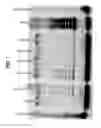 Fig. 02 - Enhancing health in mammals using telomerase reverse transcriptase gene therapy
