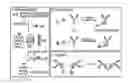 Fig. 01 - Compositions and methods for making antibody conjugates
