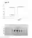 Fig. 22 - Compositions and methods for making antibody conjugates