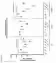 Fig. 22 - Compositions and methods for obtaining 3-dimensional lung-like epithelium and related uses thereof