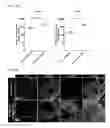 Fig. 35 - Compositions and methods for obtaining 3-dimensional lung-like epithelium and related uses thereof