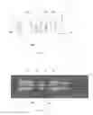 Fig. 10 - CATHETER AND METHOD FOR USE