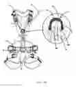 Fig. 11 - Harness