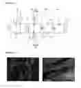 Fig. 02 - Functional fiber for adsorbing heavy metal and method for producing same