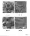 Fig. 08 - FORMATION OF THREE-DIMENSIONAL MATERIALS BY COMBINING CATALYTIC AND PRECURSOR MATERIALS