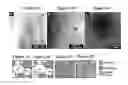 Fig. 03 - MICROWAVE PROCESSING OF THERMOELECTRIC MATERIALS AND USE OF GLASS INCLUSIONS FOR IMPROVING THE MECHANICAL AND THERMOELECTRIC PROPERTIES