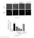 Fig. 09 - Trifluoroacetyl hydrazide compounds and methods of preparation and uses thereof