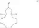 Fig. 06 - Method for the preparation of compounds having a 16-oxabicyclo[10.3.1]pentadecene scaffold and the subsequent products thereof