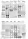 Fig. 01 - FOXM1-derived peptide, and vaccine including same