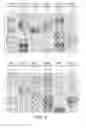 Fig. 02 - FOXM1-derived peptide, and vaccine including same