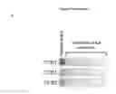 Fig. 20 - PEPTIDES FROM PIWIL1