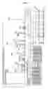 Fig. 04 - PEPTIDES