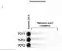 Fig. 40 - PEPTIDES