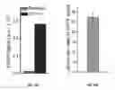 Fig. 16 - Optogenetic system based on bacterial phytochrome controllable with near infra-red light