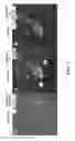 Fig. 06 - Nato3 mutant polypeptides and uses thereof