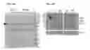 Fig. 10 - COMPOSITIONS AND METHODS FOR DELIVERING BIOTHERAPEUTICS